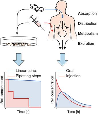 Tubing-Free Microfluidic Microtissue Culture System Featuring Gradual, in vivo-Like Substance Exposure Profiles